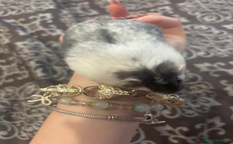 Hamster rodents - Advert 2