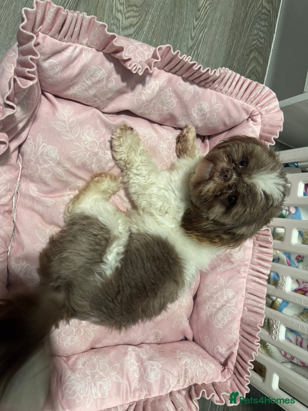 Mixed Breed dogs for sale: Lovely girl Elsie looking for home - Advert 2