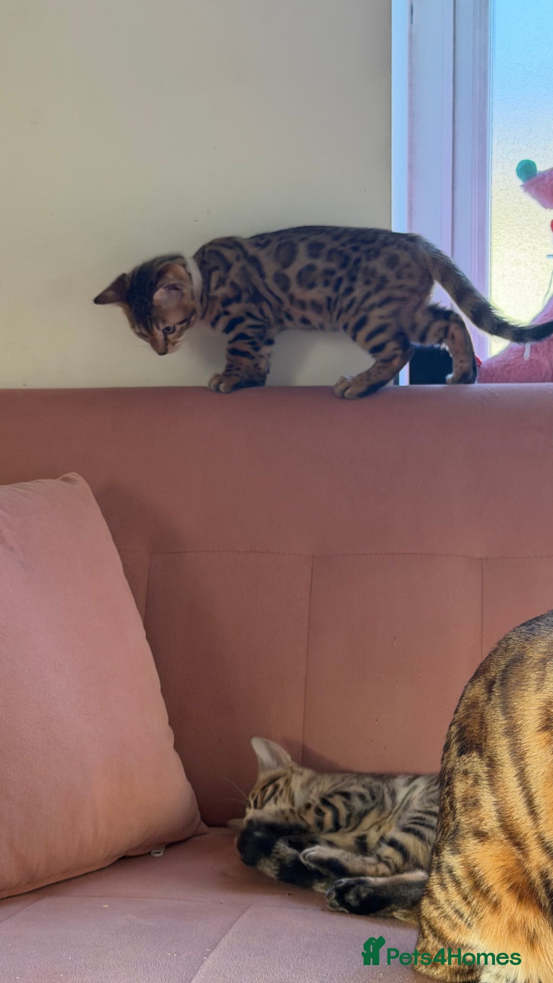 Bengal cats for sale: Adorable Female Bengal Kitten TICA  - Advert 7