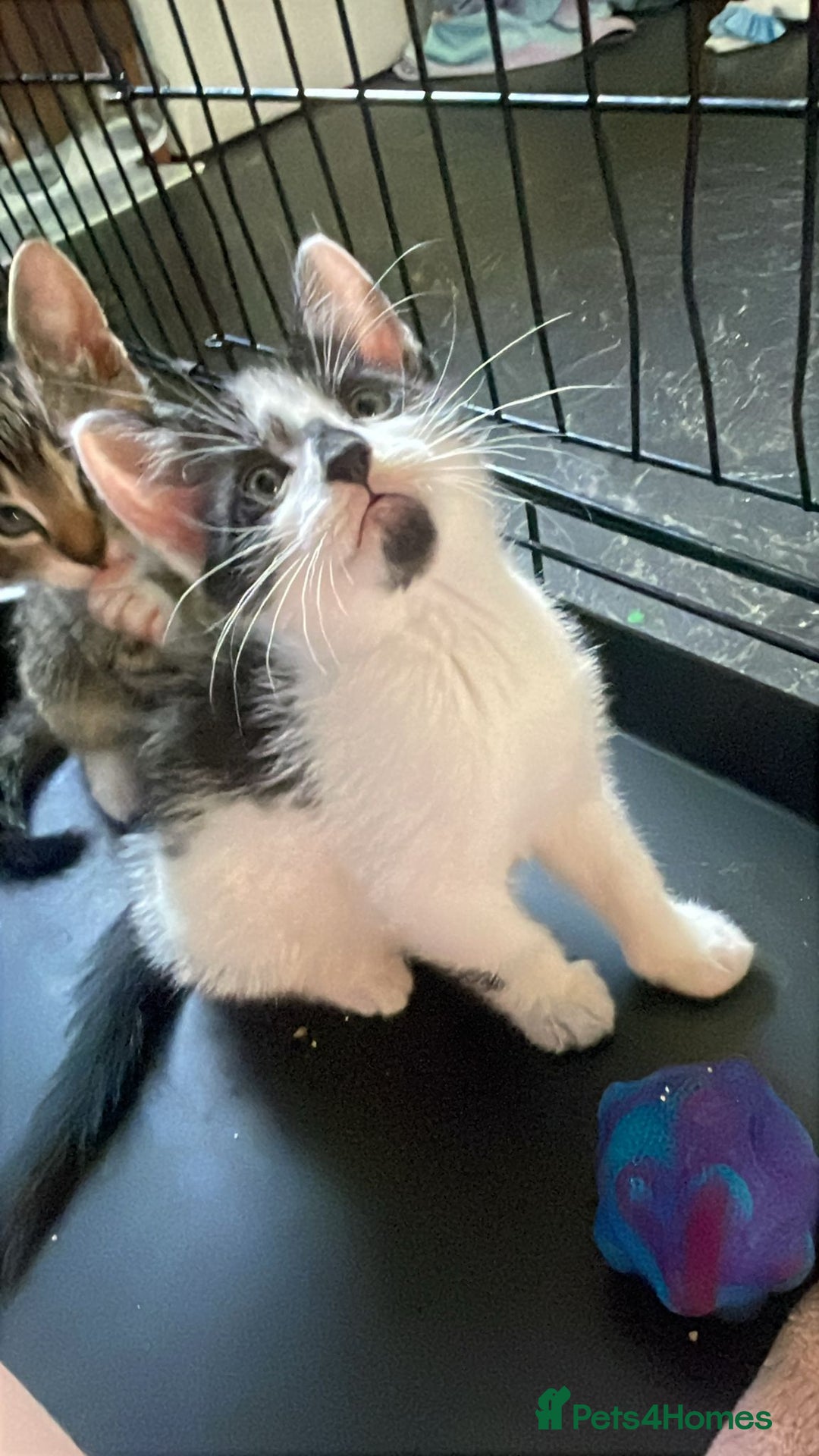 Domestic Shorthair cats for sale: 4 beautiful mixed kittens - Image 5
