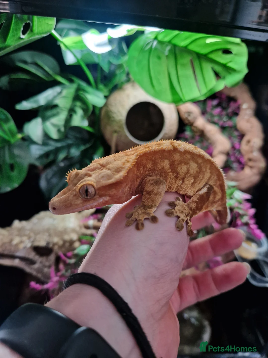 Gecko reptiles for sale: Red extreme harlequin crested gecko - Advert 1