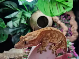 Gecko reptiles for sale: Red extreme harlequin crested gecko - Advert 2