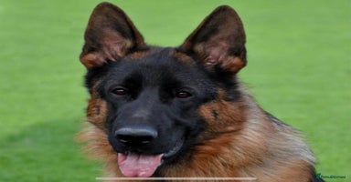 German Shepherd dogs - Advert 7