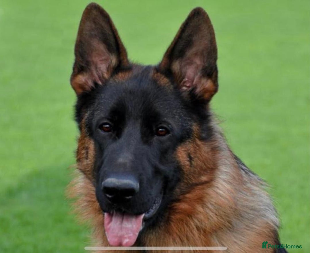 German Shepherd dogs for sale: West German German Shepherd stud dog for sale - Image 2