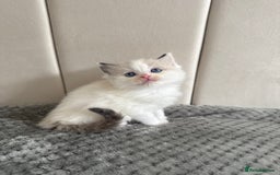 Ragdoll cats for sale: Five Beautiful Pure Breed Ragdoll Kittens🤍 - Image 34