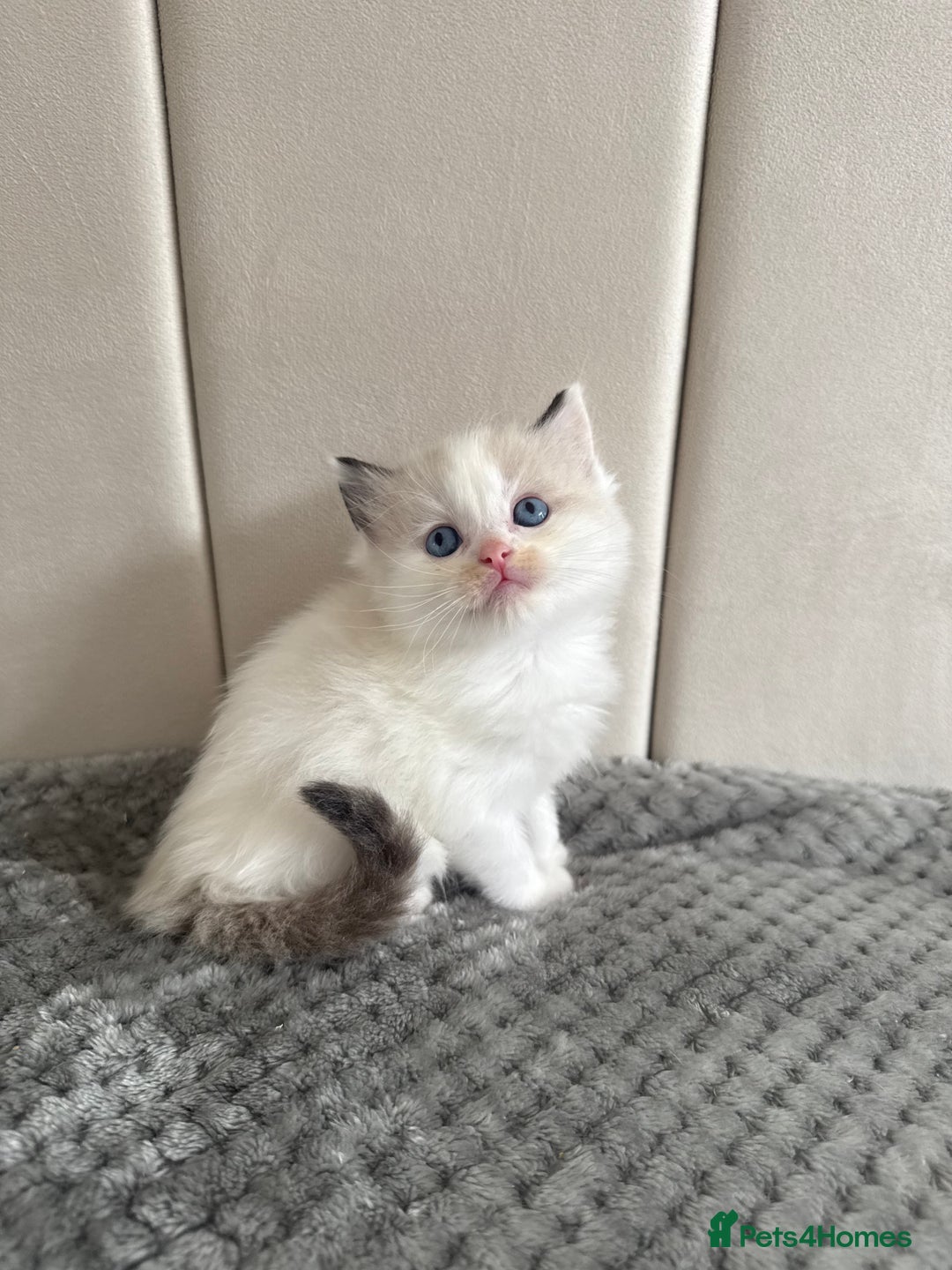 Ragdoll cats for sale: Five Beautiful Pure Breed Ragdoll Kittens🤍 - Image 34