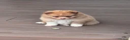 Pomeranian dogs for sale: Cream Pomeranian Boy  - Advert 4