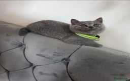 British Shorthair cats for sale: Blue British Shorthair 🐈‍⬛ - Image 9