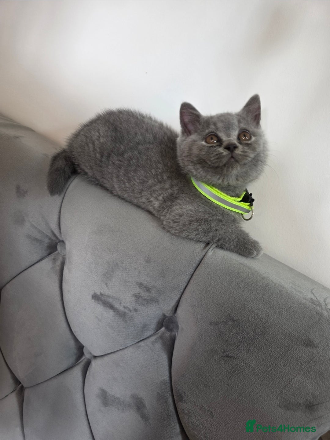British Shorthair cats for sale: Blue British Shorthair 🐈‍⬛ - Image 9