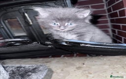 Maine Coon cats for sale: READY NOW Maine coon kittens  - Image 27