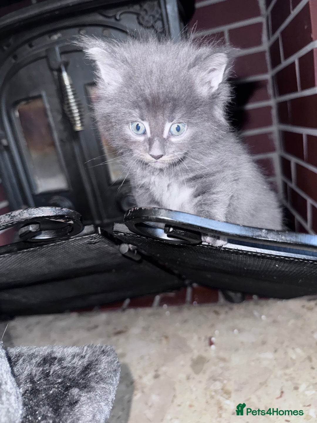 Maine Coon cats for sale: READY NOW Maine coon kittens  - Image 27