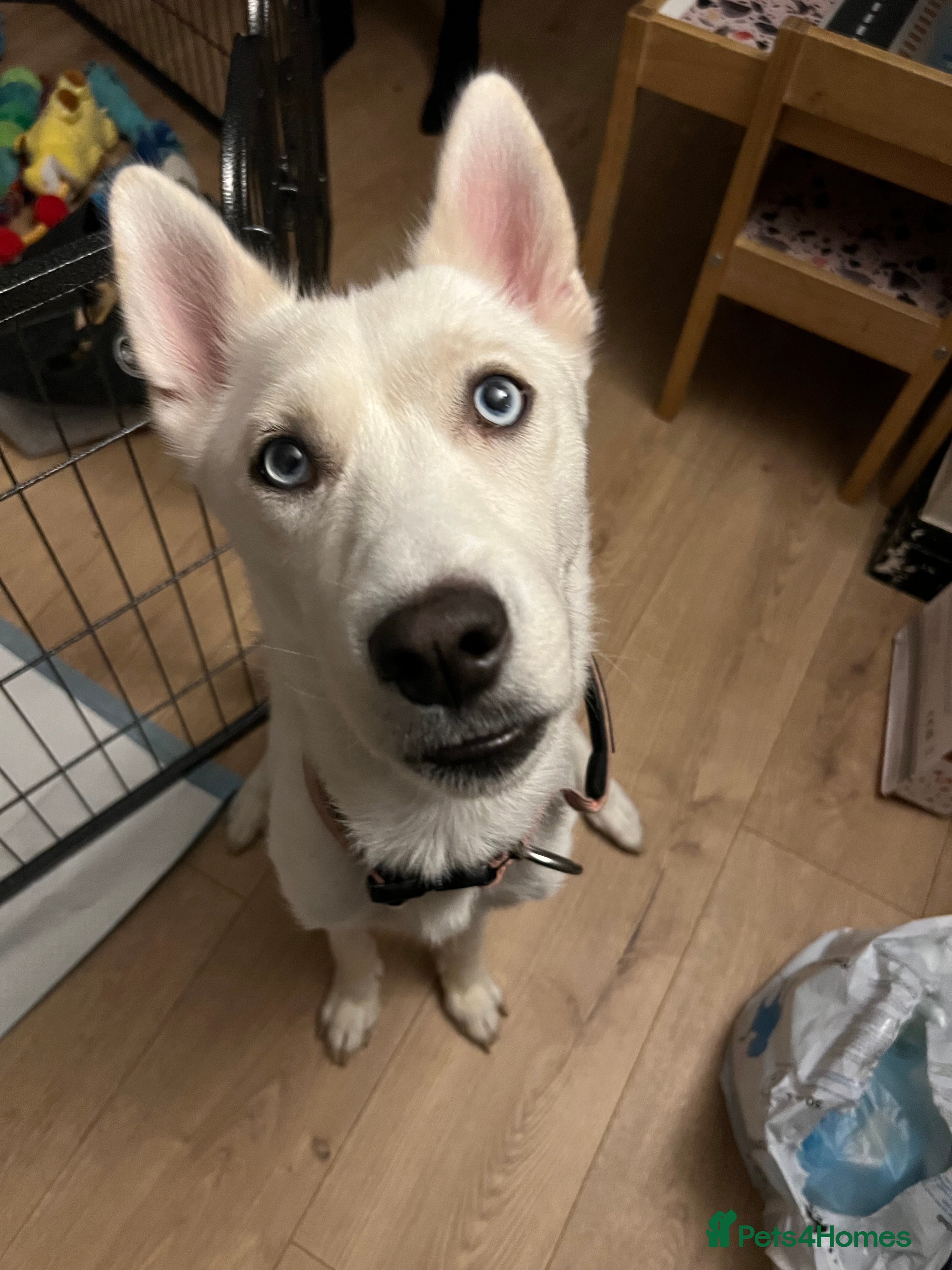 Siberian Husky dogs Beautiful white husky  - Advert 7