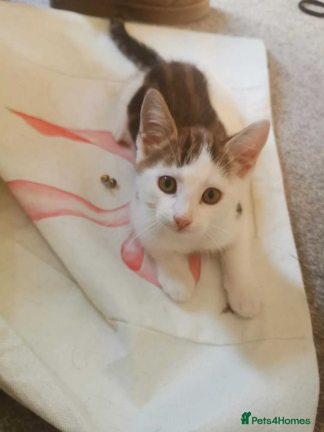 Mixed Breed cats for sale: Fluffy kitten - Advert 6