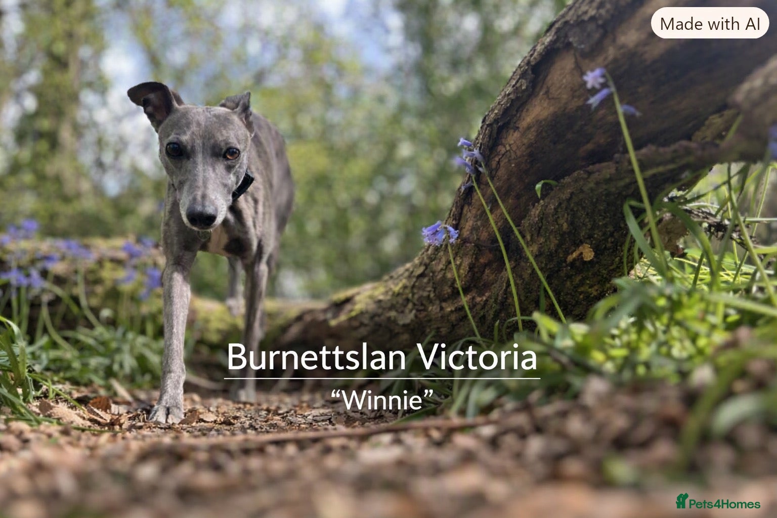 Whippet dogs Pedigree Whippet Pups - due end of Oct  - Advert 1