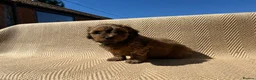 Mixed Breed dogs for sale: Havatoodle Pups - Advert 30