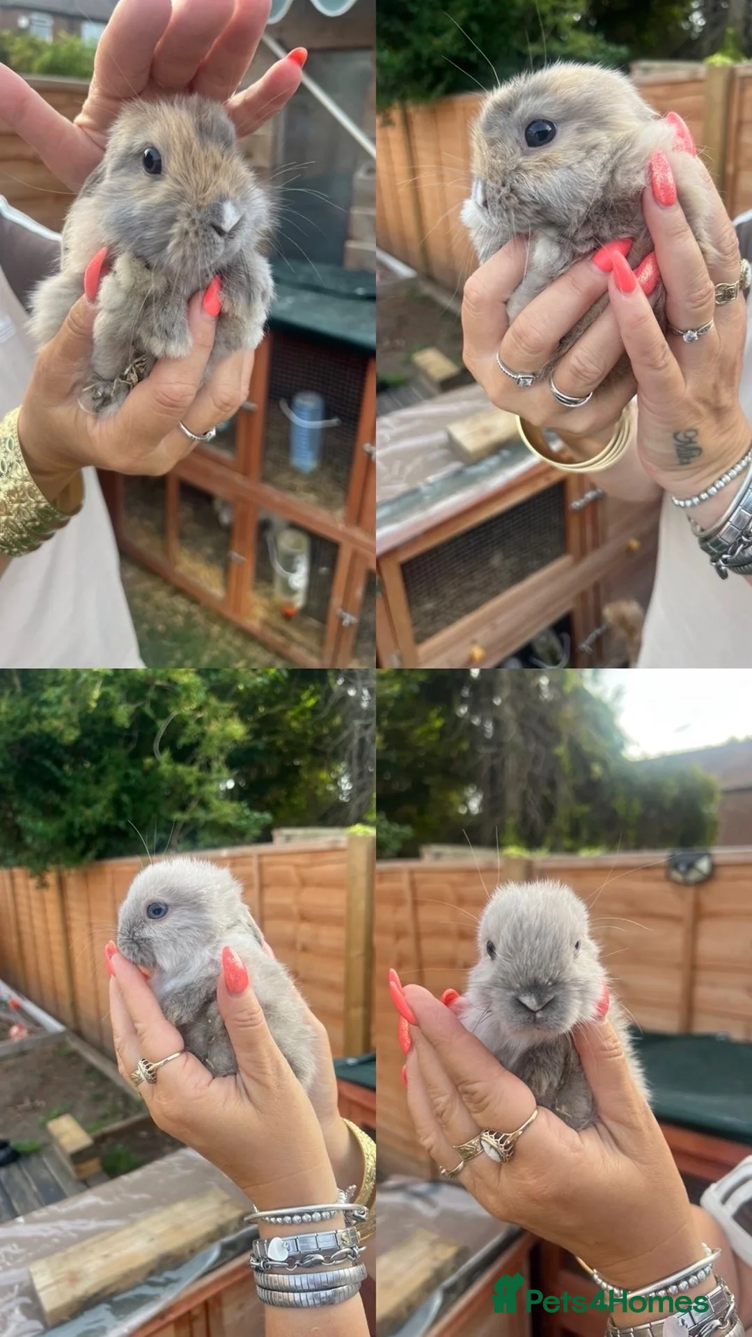 Mini Lop rabbits for sale: Mini lop boys  - Advert 5