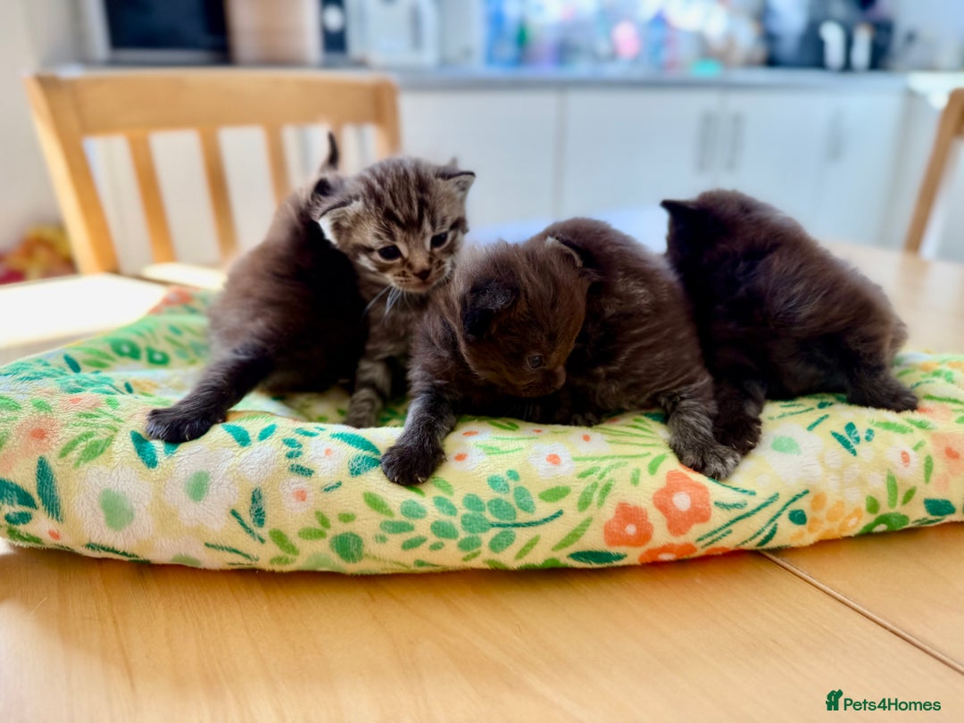 British Longhair cats for sale:  British longhair kittens 3 male 1 female  - Image 5