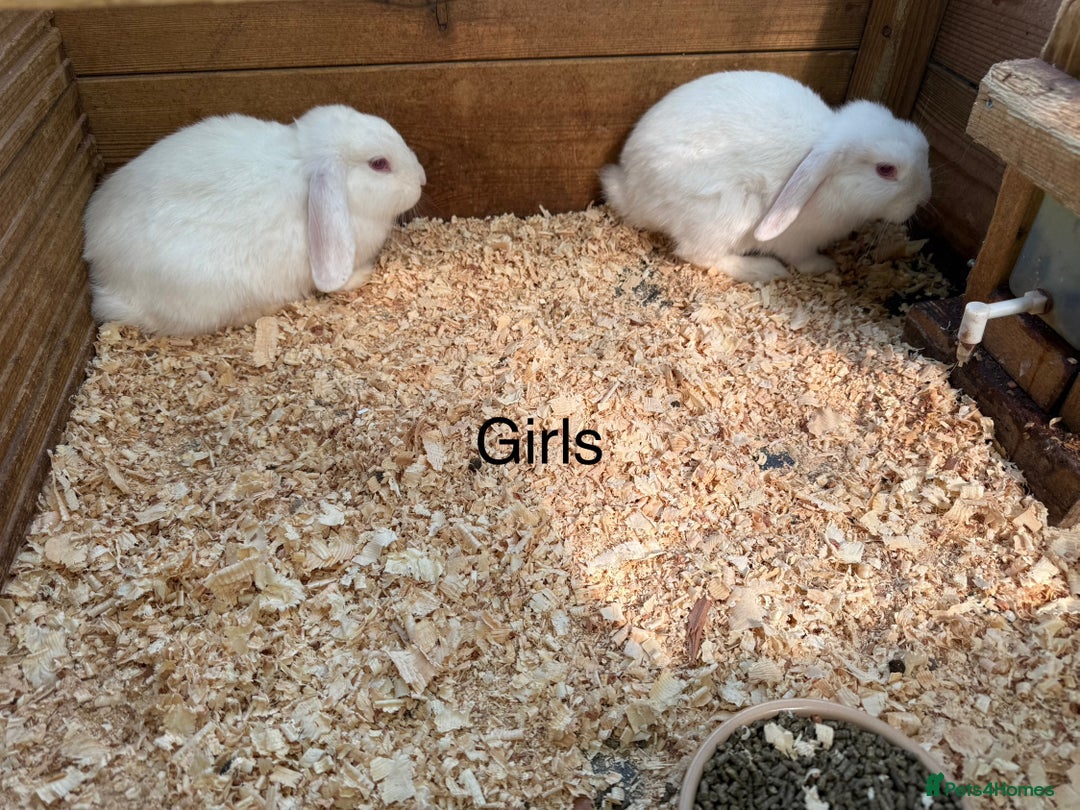 Mini Lop rabbits for sale: Mini lop babies - Image 5