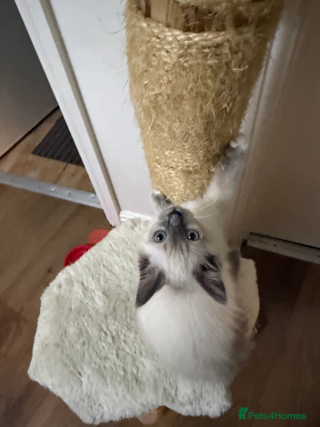 Ragdoll cats for sale: Kittens For Sale Cute small Ragdoll - Advert 2