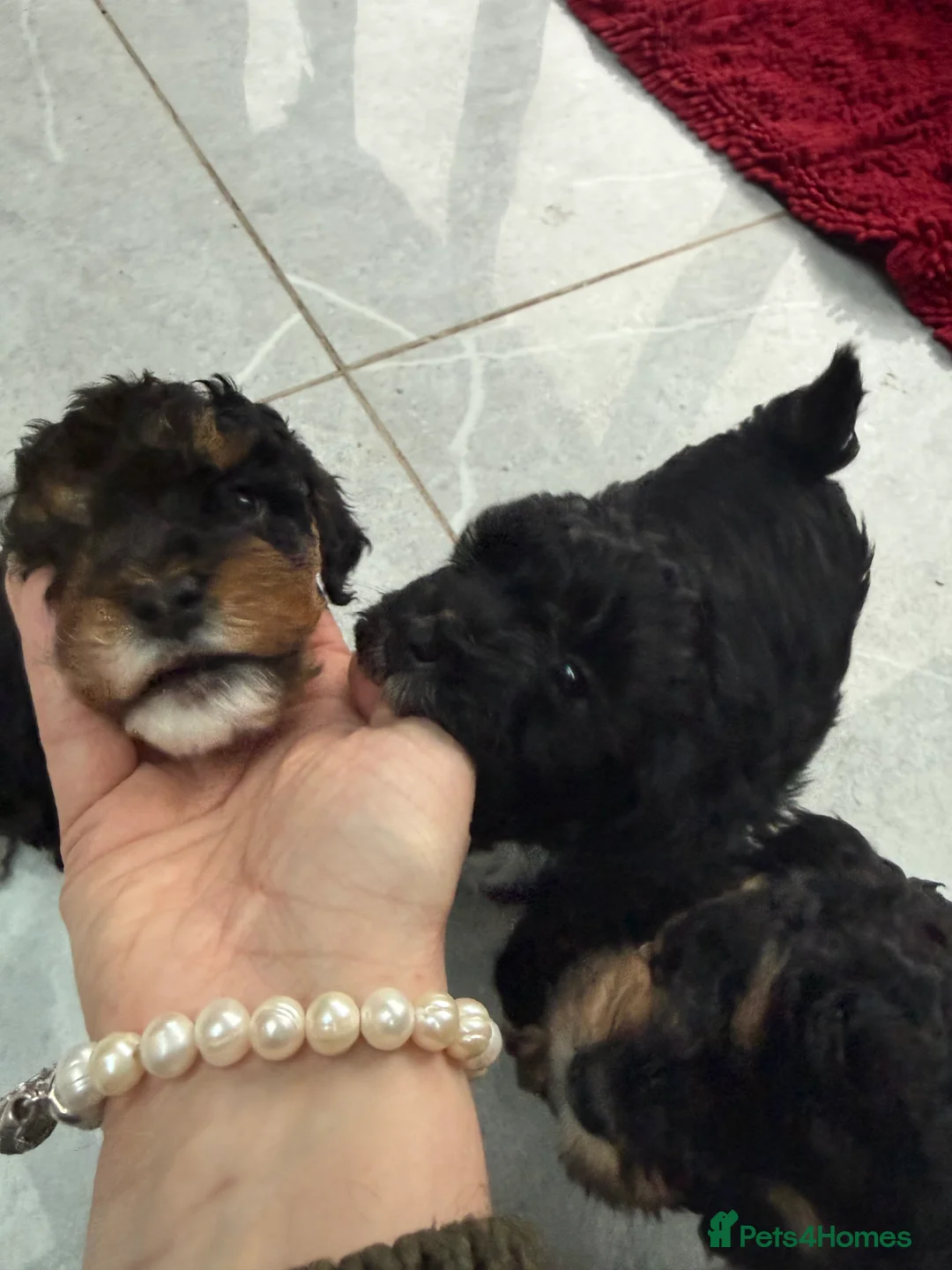 Cavapoo dogs for sale: Beautiful F1b Cavapoo Puppies - Only 3 left  - Advert 8