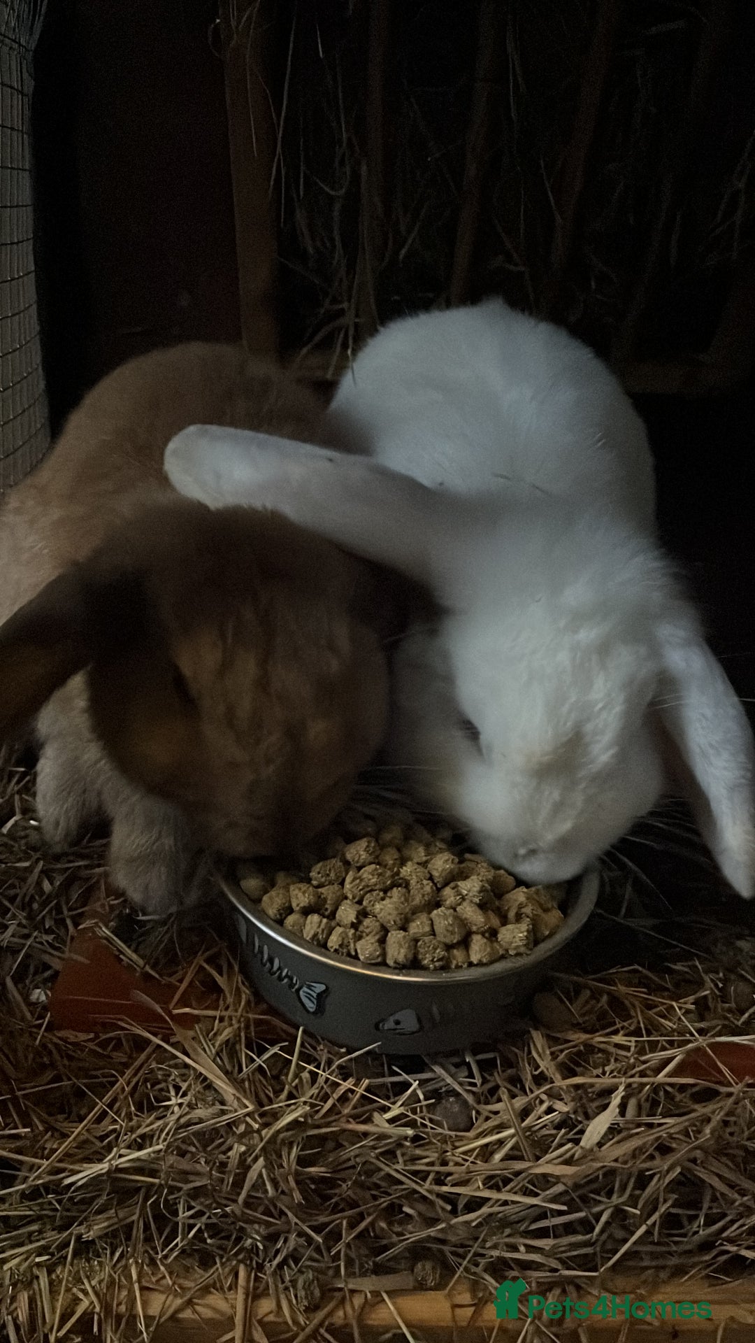 Lionhead rabbits for sale: Sad sale due to work  - Advert 6