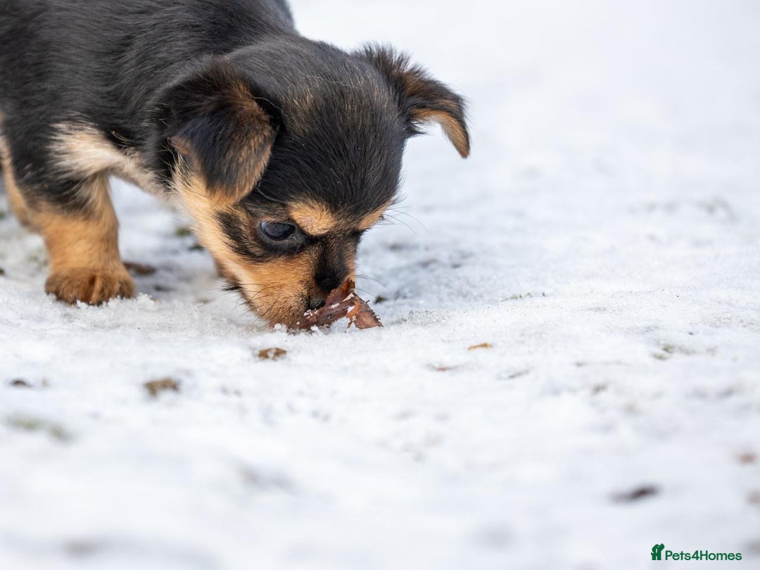 Chorkie dogs for sale: Beautiful tiny chorkie girl short hair smooth coat - Advert 2