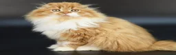 Scottish Fold cats for sale: LICENSED CATTERY PURE BREED TOP QUALITY KITTENS - Advert 14