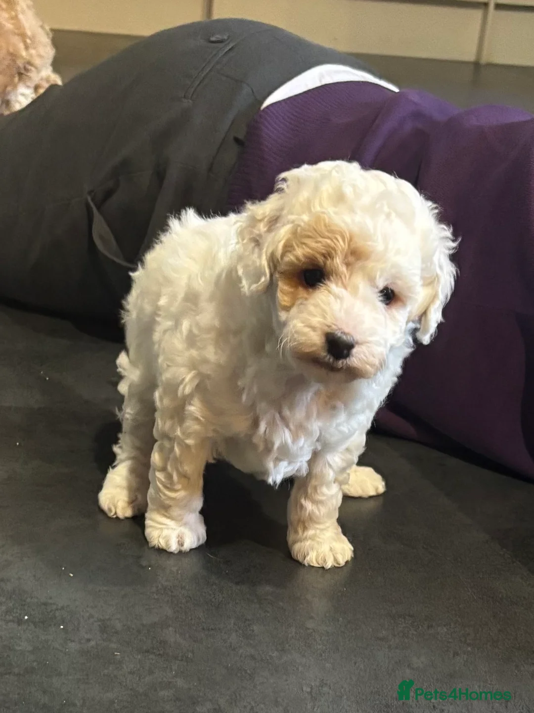 Cockapoo dogs for sale: Cockapoo puppies - Advert 10