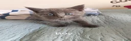 Mixed Breed cats for sale: Ragdoll x Bsh kittens  in Dereham - Advert 2