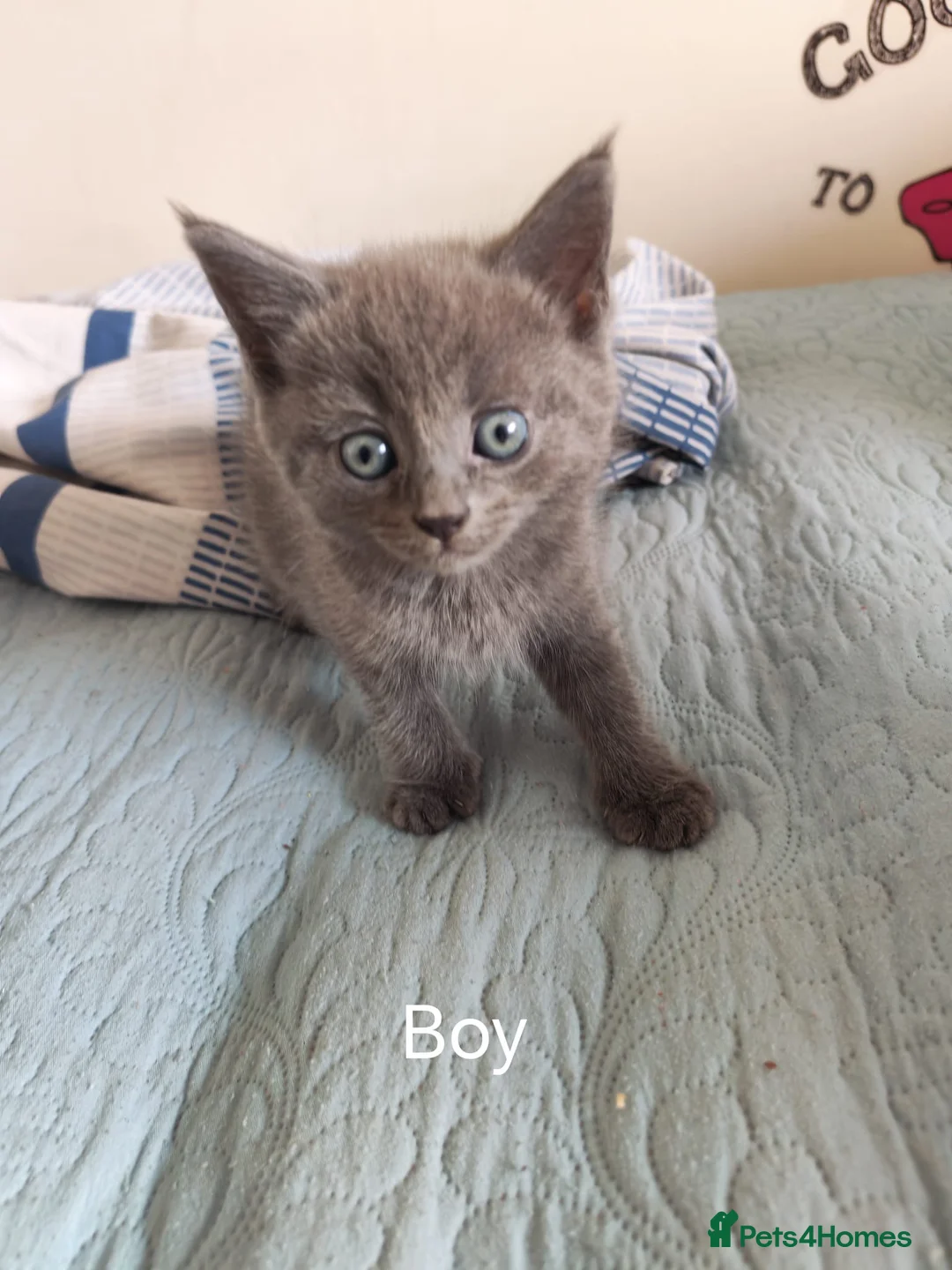Mixed Breed cats for sale: Ragdoll x Bsh kittens  in Dereham - Advert 2