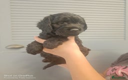 Cockapoo dogs for sale: Lovely cockapo puppies - Image 5