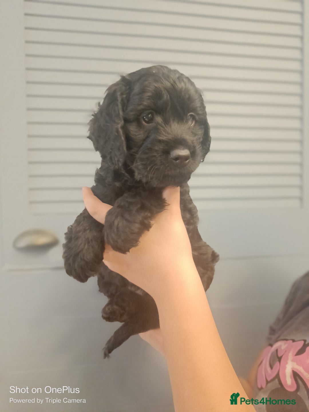 Cockapoo dogs for sale: Lovely cockapo puppies - Image 5