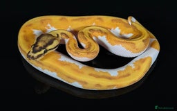 Python Snake reptiles for sale: Royal pythons  - Image 4