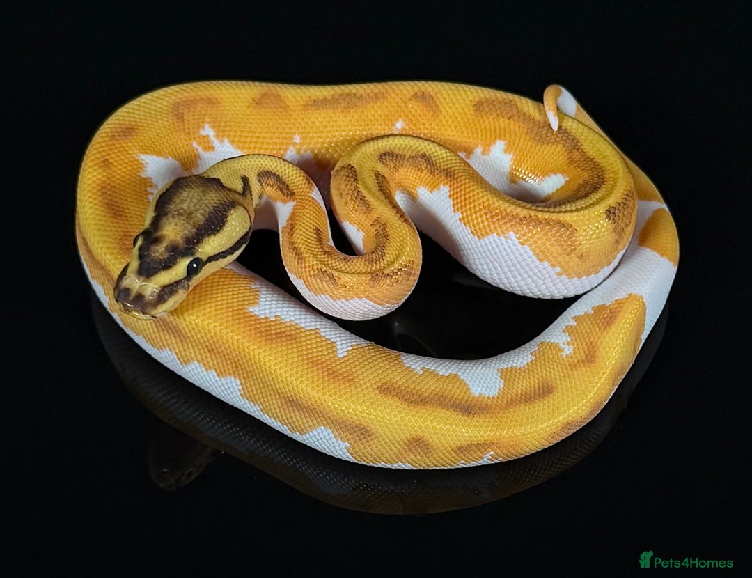 Python Snake reptiles for sale: Royal pythons  - Image 4