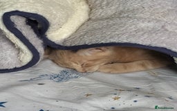 British Shorthair cats for sale: Gorgeous British Shorthair Babies full Flea & Worm - Image 7