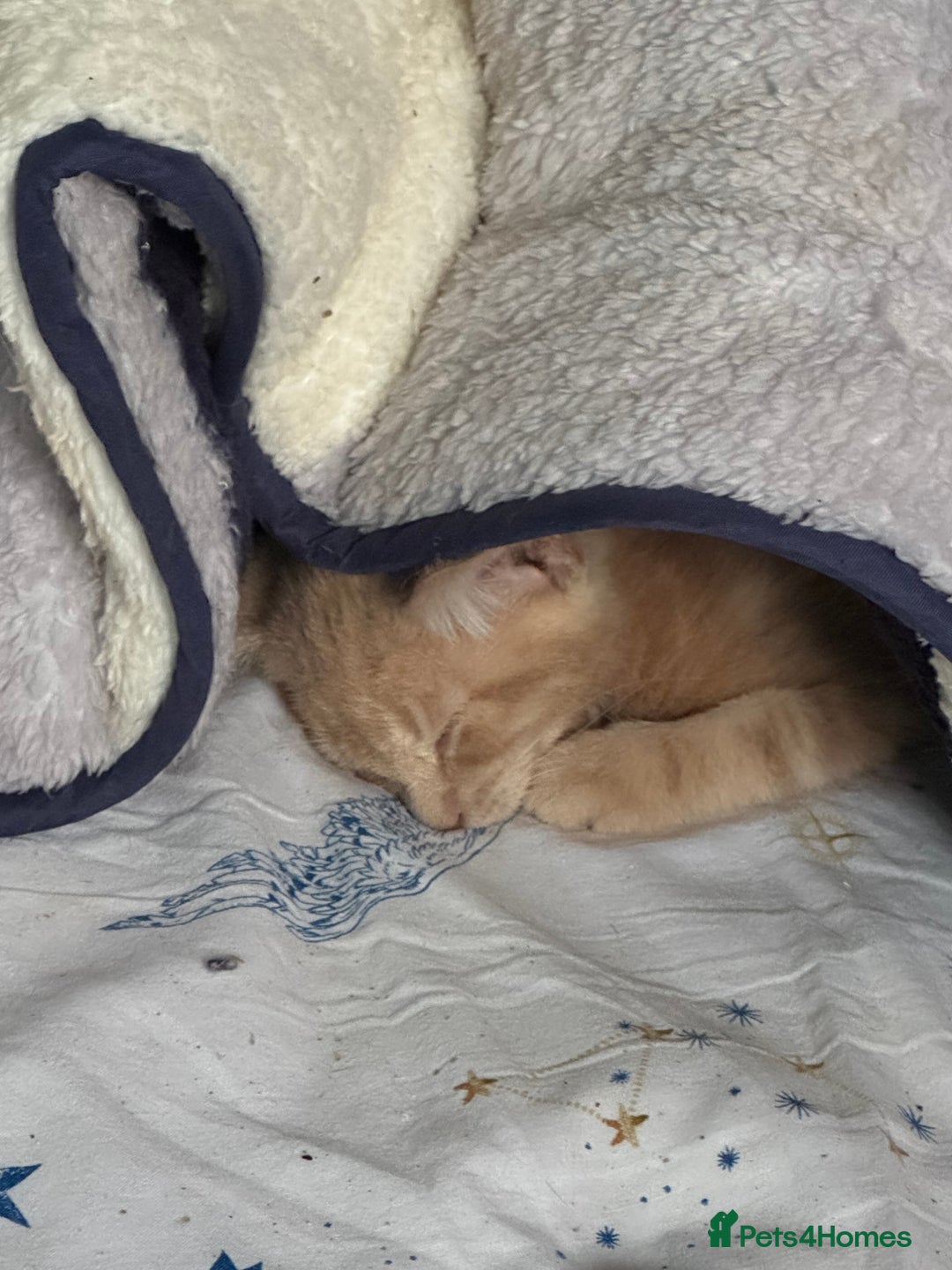 British Shorthair cats for sale: Gorgeous British Shorthair Babies full Flea & Worm - Image 7