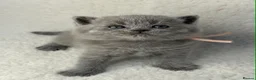 British Shorthair cats for sale: GCCF Registered British Shorthairs - Advert 4