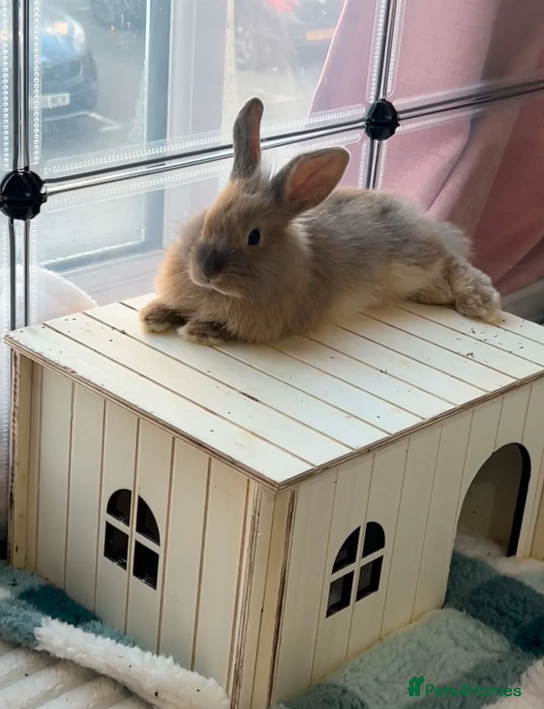 Lionhead rabbits for sale: 2 male rabbits to go separately  - Advert 3
