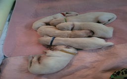 Golden Retriever dogs for sale: Beautiful golden retriever puppies - Image 8