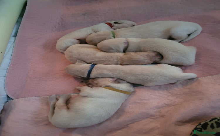 Golden Retriever dogs Beautiful golden retriever puppies - Advert 12