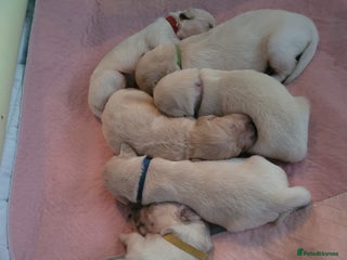 Golden Retriever dogs Beautiful golden retriever puppies - Advert 7