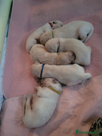 Golden Retriever dogs Beautiful golden retriever puppies - Advert 12