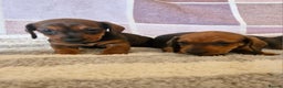 Dachshund dogs for sale: Gorgeous KC standard dachsund pups - Advert 9
