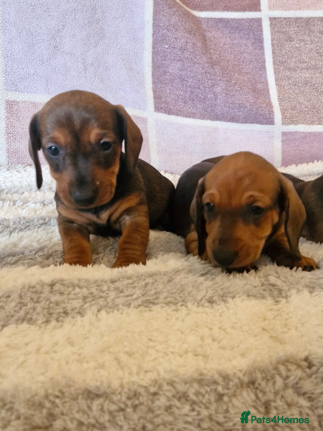 Dachshund dogs for sale: Gorgeous KC standard dachsund pups - Advert 9