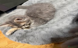 Persian cats for sale: Gorgeous Persian Cross Kittens - Image 11