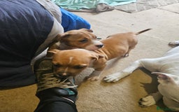 Mixed Breed dogs for sale: Gorgeous litter of puppies red fawn  - Image 7