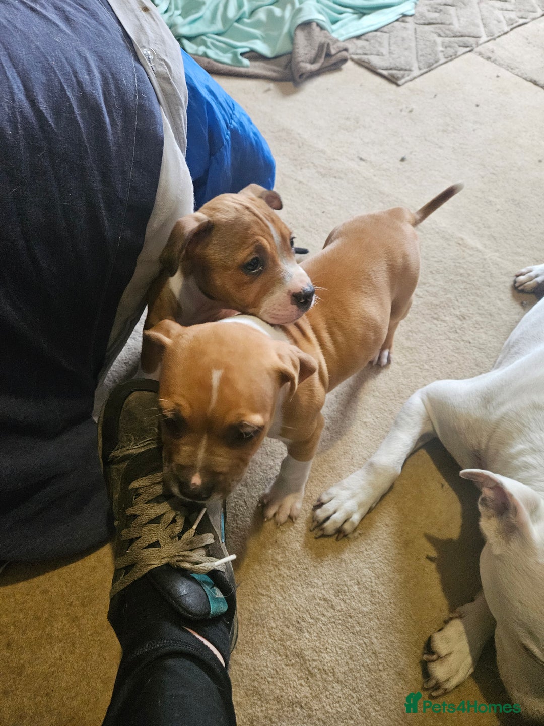 Mixed Breed dogs for sale: Gorgeous litter of puppies red fawn  - Image 7