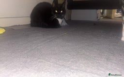 Domestic Shorthair cats for sale: Two Beautiful Sisters  - Image 2