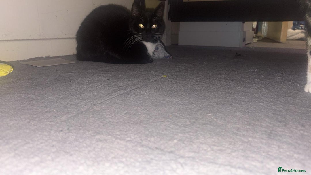 Domestic Shorthair cats for sale: Two Beautiful Sisters  - Image 2