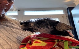 Miniature Schnauzer dogs for sale: Ready for our forever home’s miniature schnauzers  - Image 31